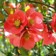 TriStar Plants - Flowering Quince 'Texas Scarlet' Chaenomeles - 1 Gallon Trade Pot, Live Plant, Flowering Shrub, Plant For New YEars