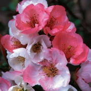 TriStar Plants - Flowering Quince 'Toyo Nishiki', Chaenomeles Japonica, 1 Gallon Trade Pot, Live Plant, Flowering Shrub, Bonsai
