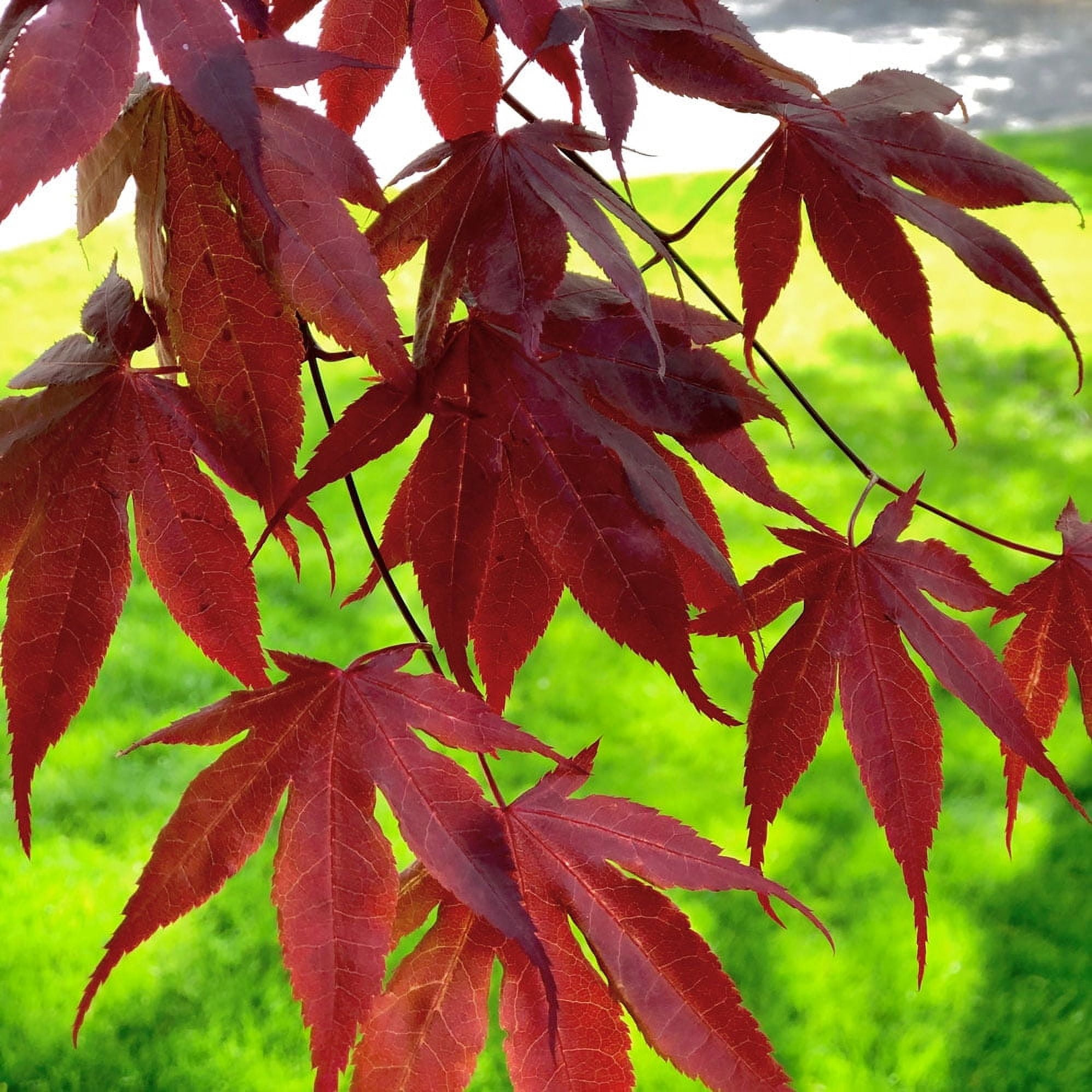 TriStar Plants - Japanese Maple 'Bloodgood' - Acer palmatum - in ABP- Full Sun, Easy Care, Live Plant