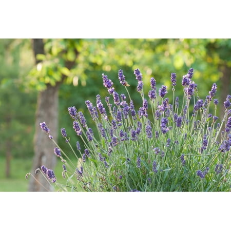 TriStar Plants Lavender Lavandula x intermedia Live Plants in 1 Gallon Trade Pot Fast Growing
