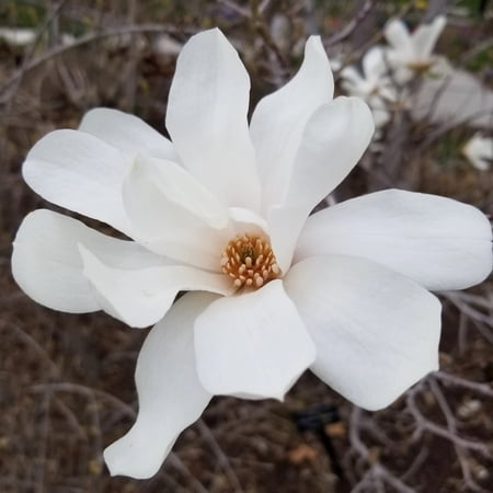 TriStar Plants - Magnolia 'Merrill Loebner', 1 Gallon Trade Pot, Flowering Tree, Fast Growing Tree
