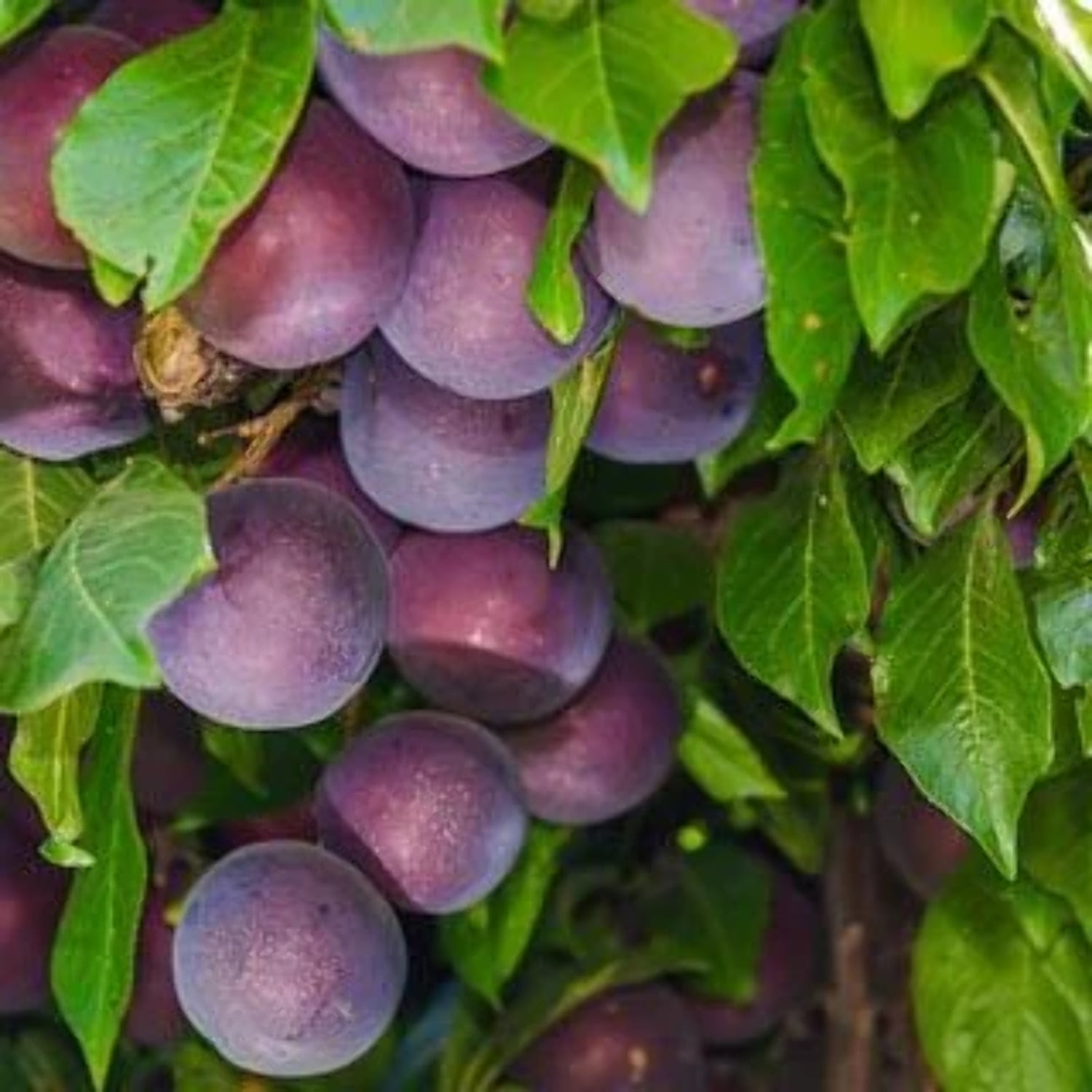 TriStar Plants Plum Tree 'Santa Rosa', Prunus Salicina 5ft+ Tall 1