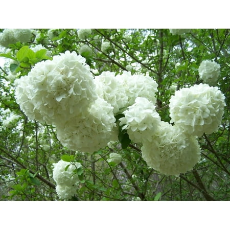 TriStar Plants Sterile Chinese Snowball Live Plants