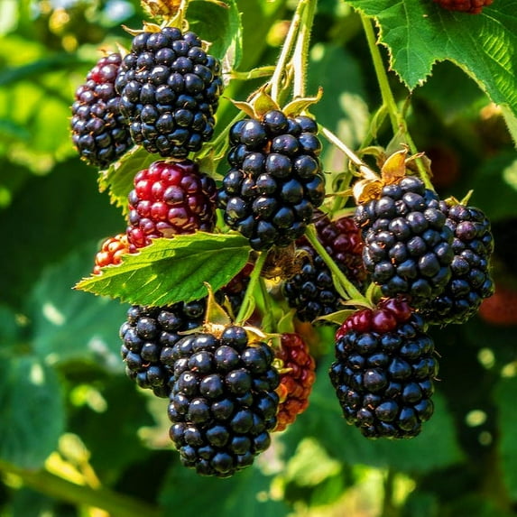 TriStar Plants - Triple Crown Blackberry, Thornless Blackberry Bush, Vining Plant, Live Plant