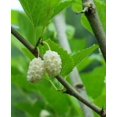 TriStar Plants White Mulberry Tree 1 Gallon Pot, 2'4'ft Tall No