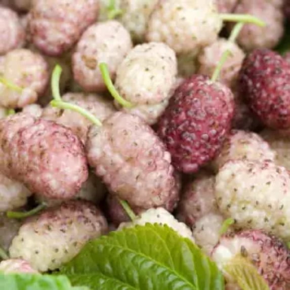 TriStar Plants - White Mulberry Tree - Morus alba, 1 Gallon Trade Pot, Fast Growing Tree, Live Plant, Live Tree, Fruit Tree