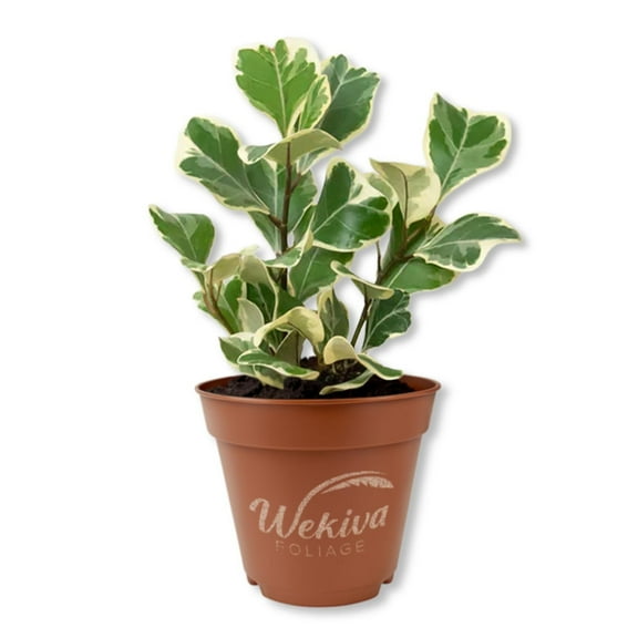 Triangle Ficus Tree - 1 Live Starter Plant - Ficus Triangularis - Stunning Variegated Foliage Indoor Easy Care Houseplant