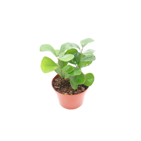 Triangular Ficus - 6" from California Tropicals