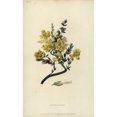 thumbnail image 1 of Triangular Genista, Genista Triquetra Poster Print By ® Florilegius Mary Evans (18 X 24), 1 of 3