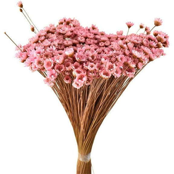 Triani 100Pcs Dried Flowers Mini Small Star Daisy Dried Decorative Pink Chamomile Dried Bouquet Fresh Literary Style Small Star Daisy for DIY Home Wedding Floral Arrangements