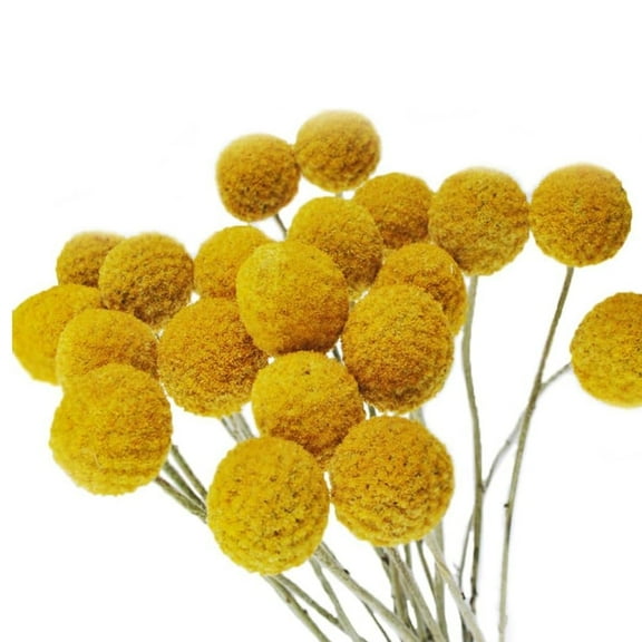Triani 30 Pcs Natural Craspedia Dried Flowers 0.39-1.57" Large Diameter Artificial Billy Ball Flowers Flowers Boho Flowers Dried Floral Arrangements for Home Crafts Party Wedding