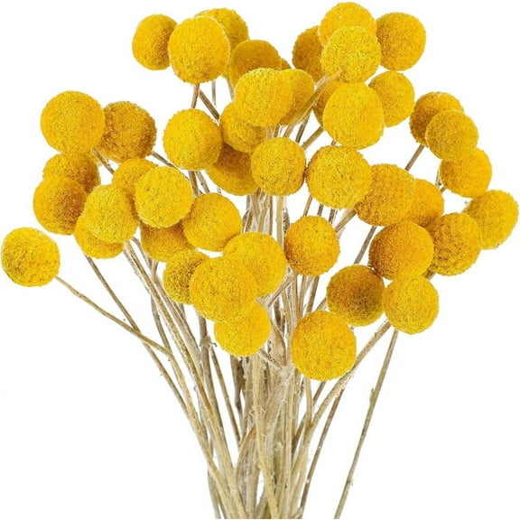Triani 30 Stems Natural Dried Flower Natural Craspedia Billy Balls Flowers 0.39-1.57" Large Diameter Billy Buttons Floral Bouquet Real Freshly Harvested Dry Plant Arrangements Decorate