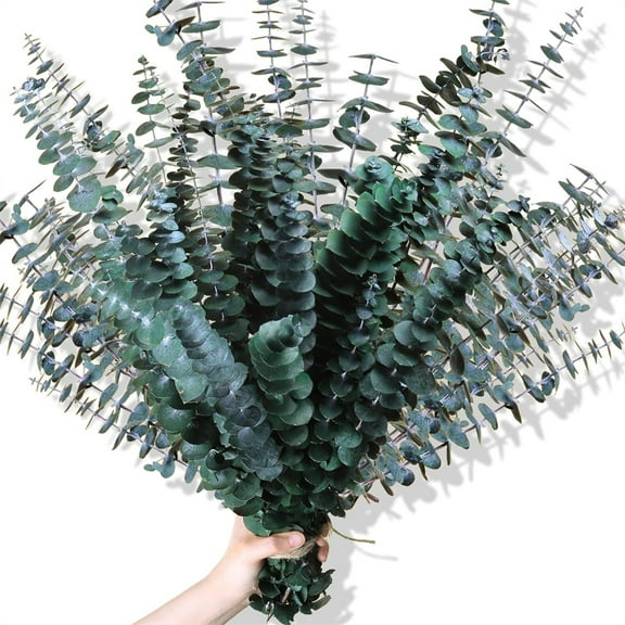 Triani Natural Dried Eucalyptus Stems 17" Large Dried Eucalyptus Stems Real Eucalyptus Leaves Branches for Shower Vase Filler, Dried Flowers Arrangement Home Decor(8.8 oz)
