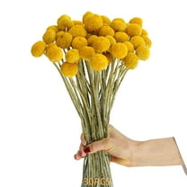 Trianu 30 Stems Natural Dried Flower, 15inch Craspedia/Billy Balls Flowers Arrangements Bouquet for Farmhouse Wedding Home Vase Party DIY Decor, Yellow