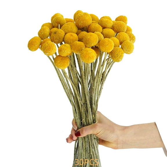 Trianu 30 Stems Natural Dried Flower, 15inch Craspedia/Billy Balls Flowers Arrangements Bouquet for Farmhouse Wedding Home Vase Party DIY Decor, Yellow