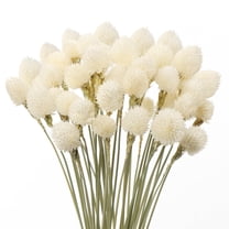 Trianu 30Pcs Dried Globe Amaranth Flower with Wheat Straw Bouquet for Vase Home Decor Party DIY Arrangement (White, 15.7inch/40cm)