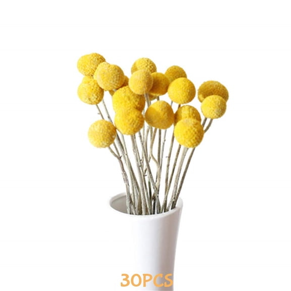 Trianu 30Pcs Natural Craspedia Dried Flowers Billy Buttons Balls Bouquet Bundles, Real Freshly Harvested Dry Plant Bunch Arrangements Decorate for Crafts, Party, Wedding, Home Decor(Yellow)