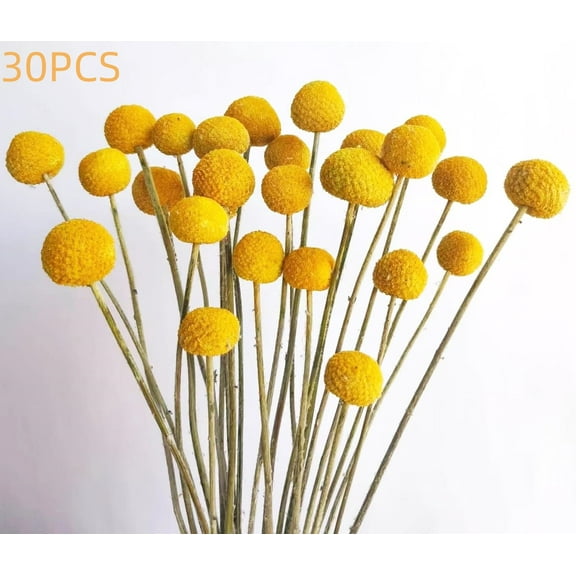 Trianu 30Pcs Natural Dried Flowers Craspedia Billy Balls Flowers 16inch Billy Buttons Floral Bouquet for Flower Arrangements Wedding Home Tall Vase Decor, Yellow