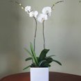 thumbnail image 1 of Trias Flowers and Gifts Double White Orchid, Elegantly Displayed, 1 of 1