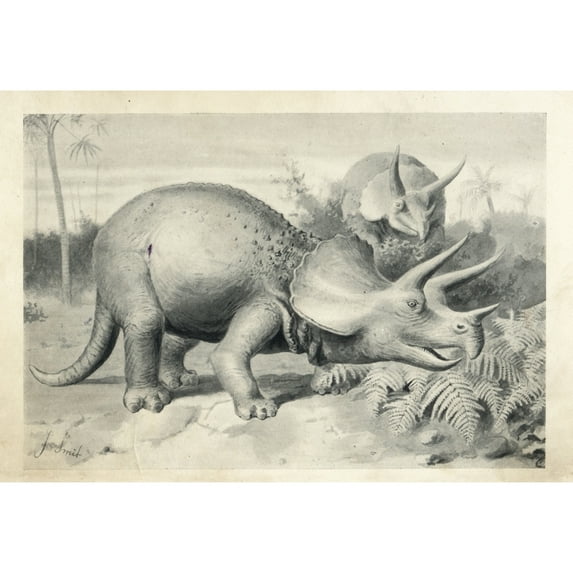 Triceratops Prorsus Poster Print By ® Florilegius Mary Evans (24 X 18)