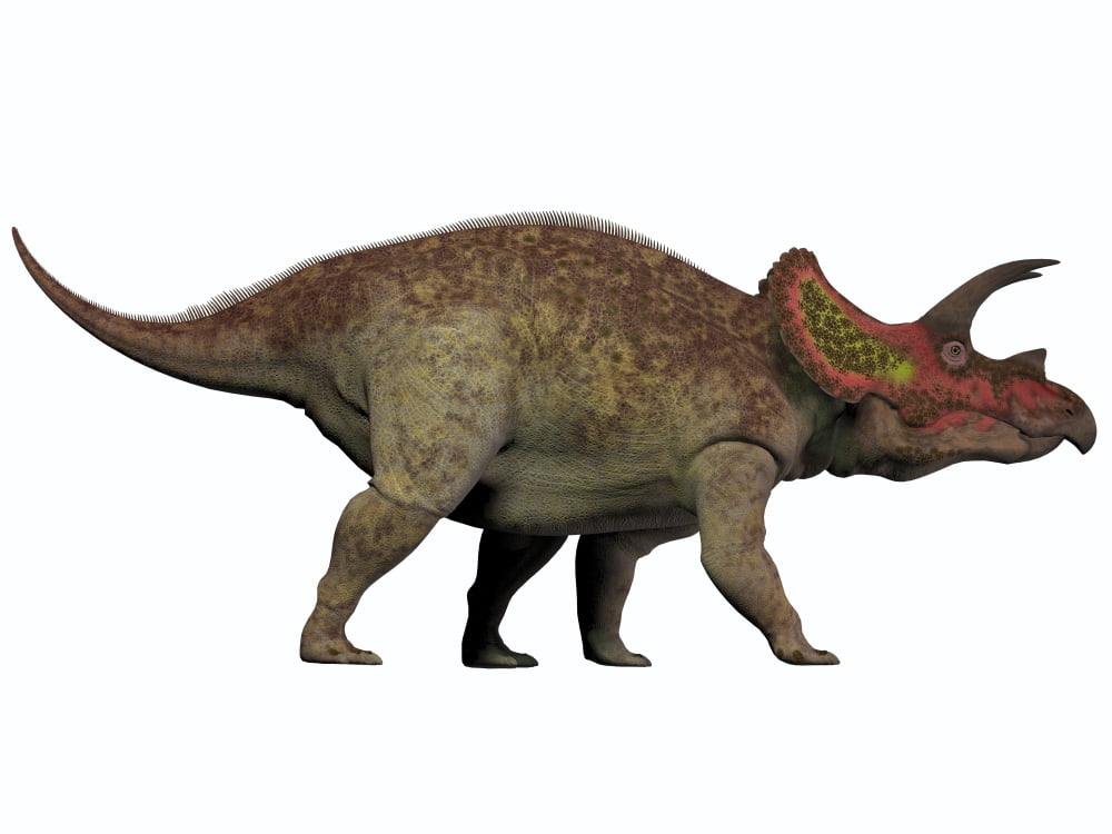 Triceratops a herbivorous dinosaur from the Cretaceous Period Canvas Art - Corey FordStocktrek Images (33 x 25)