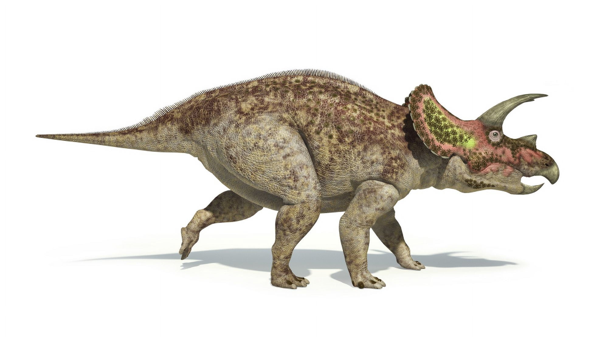 Triceratops dinosaur on white background Canvas Art - Leonello CalvettiStocktrek Images (38 x 21)