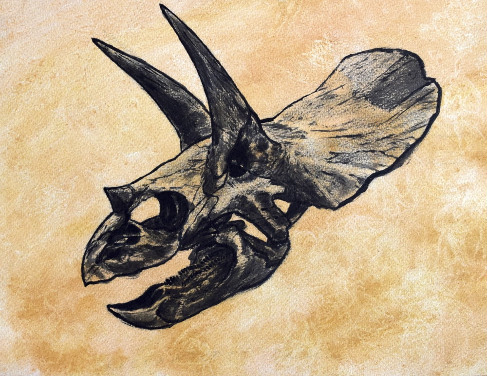Triceratops dinosaur skull Canvas Art - Harm PlatStocktrek Images (16 x 13)