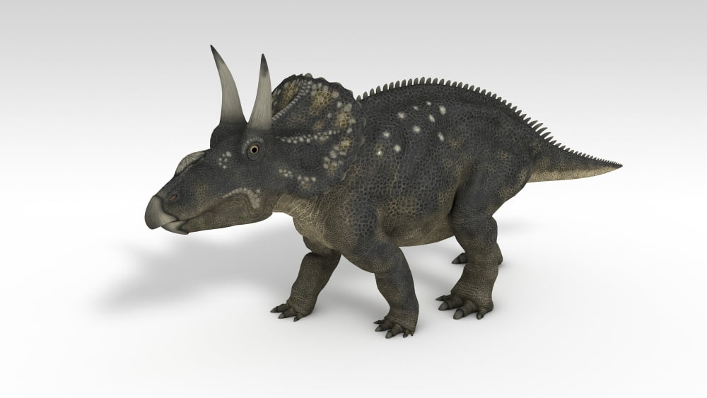 Triceratops dinosaur white background Canvas Art - Kostyantyn IvanyshenStocktrek Images (19 x 11)