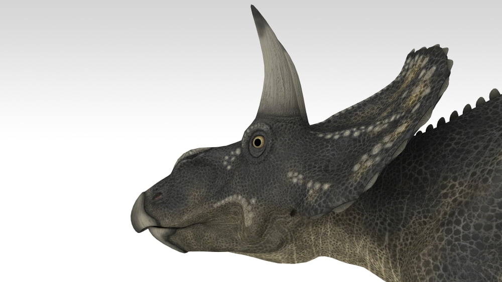 Triceratops dinosaur white background Canvas Art - Kostyantyn IvanyshenStocktrek Images (38 x 22)