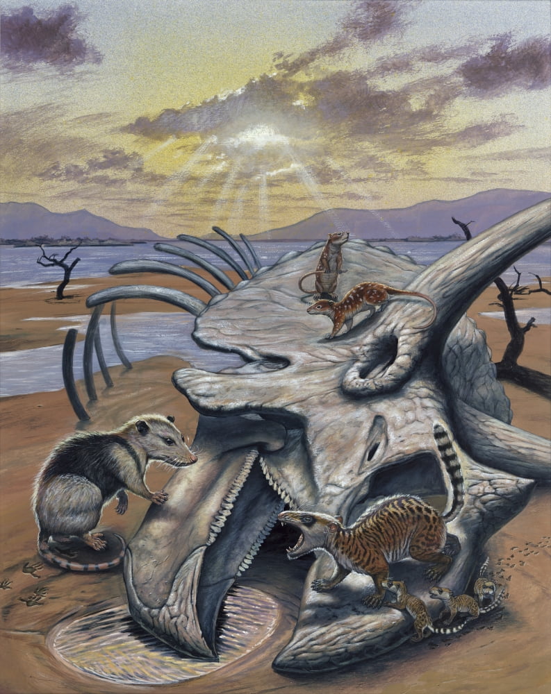 Triceratops skull with early mammals Canvas Art - Mark HallettStocktrek Images (13 x 16)