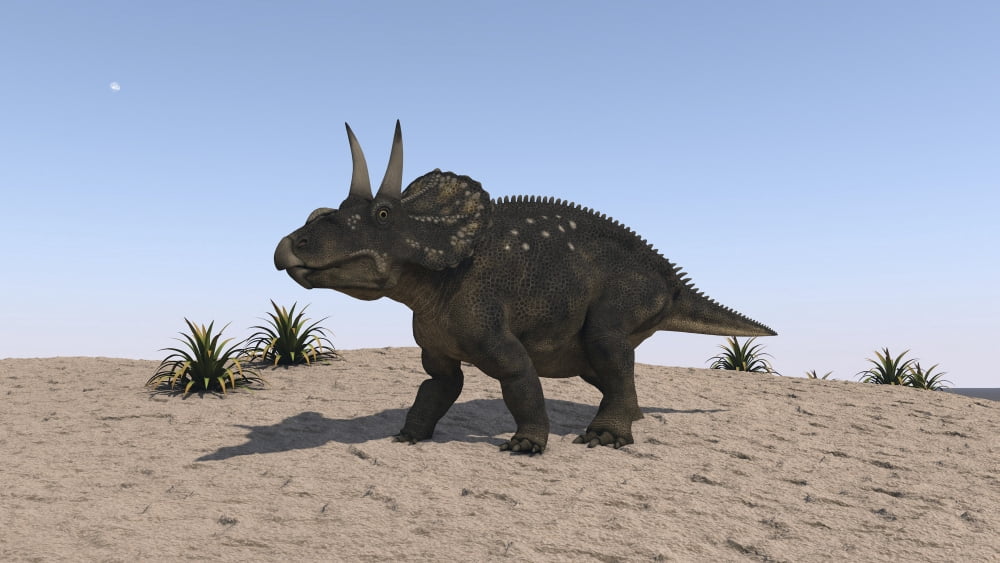 Triceratops walking across a barren landscape Canvas Art - Kostyantyn IvanyshenStocktrek Images (38 x 22)