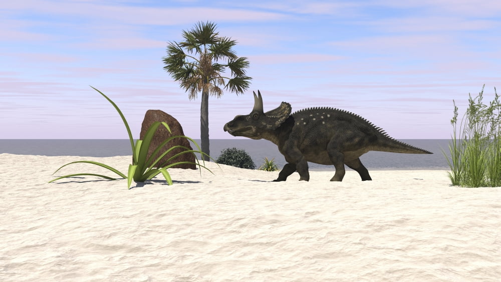 Triceratops walking along a prehistoric beach landscape Canvas Art - Kostyantyn IvanyshenStocktrek Images (38 x 22)