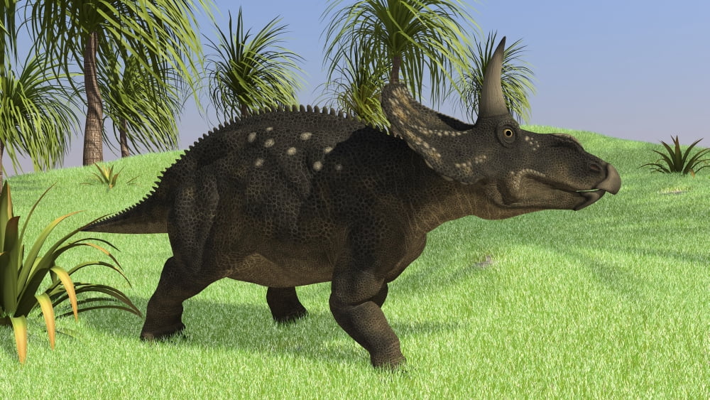 Triceratops walking in open field Canvas Art - Kostyantyn IvanyshenStocktrek Images (19 x 11)