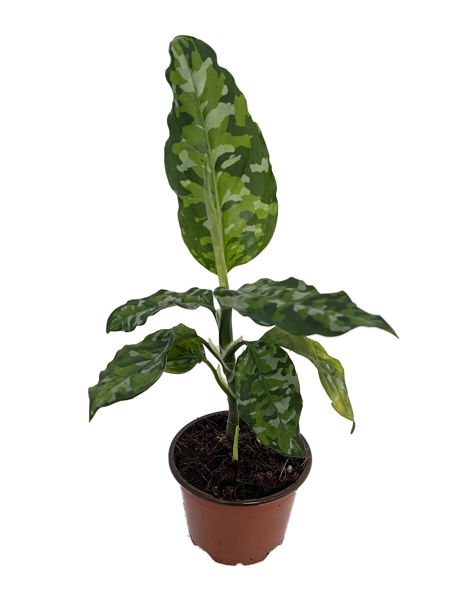 Tricolor Chinese Evergreen Plant - Aglaonema pictum Tricolor Chinese Evergreen Plant - Aglaonema pictum