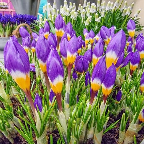 Tricolor Crocus Bulbs for Planting (5 Bulbs)