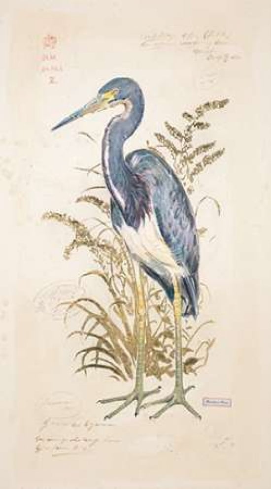 Tricolor Heron Canvas Art - Chad Barrett (12 x 18)