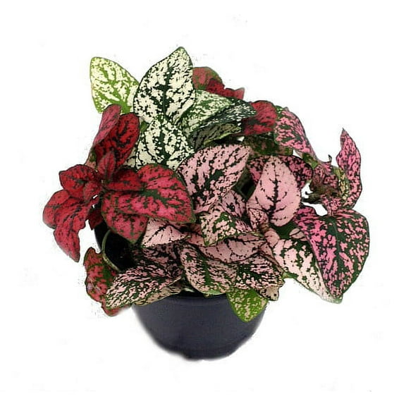 Tricolor Polka Dot Plant - Hypoestes - Colorful House Plant - 3" Pot