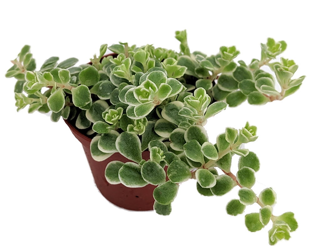 Tricolor Sedum - Sedum spurium Variegata - 2.5" Pot -Fairy Garden/House Plant