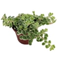 thumbnail image 1 of Tricolor Sedum - Sedum spurium Variegata - 2.5" Pot -Fairy Garden/House Plant, 1 of 2