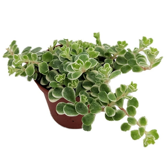 Tricolor Sedum - Sedum spurium Variegata - 2.5" Pot -Fairy Garden/House Plant