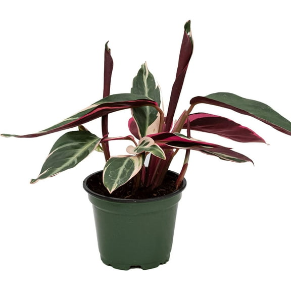 Tricolor Stromanthe Prayer Plant - Live Plant in a 4 Inch Growers Pot - Stromanthe Sanguinea Triostar - Beautiful Easy to Grow Air Purifying Indoor Plant
