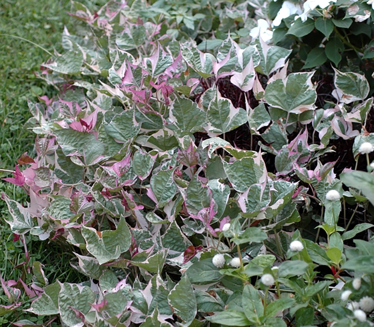 Tricolor Sweet Potato Vine - Ipomoea - 2.5" Pot - Ornamental and Edible