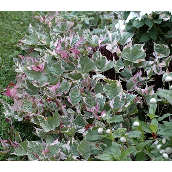 Tricolor Sweet Potato Vine - Ipomoea - 2.5" Pot - Ornamental and Edible
