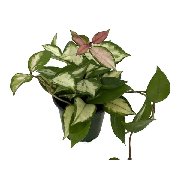 Tricolor Wax Plant - Hoya Tricolor - Great House Plant/Exotic Flower - 4" Pot