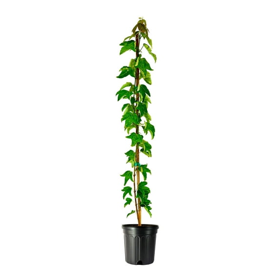 Trident Maple 3 Large Gallon Size Pots Acer Buergerianum Ornamental Shade Tree Bonsai Starter Plants