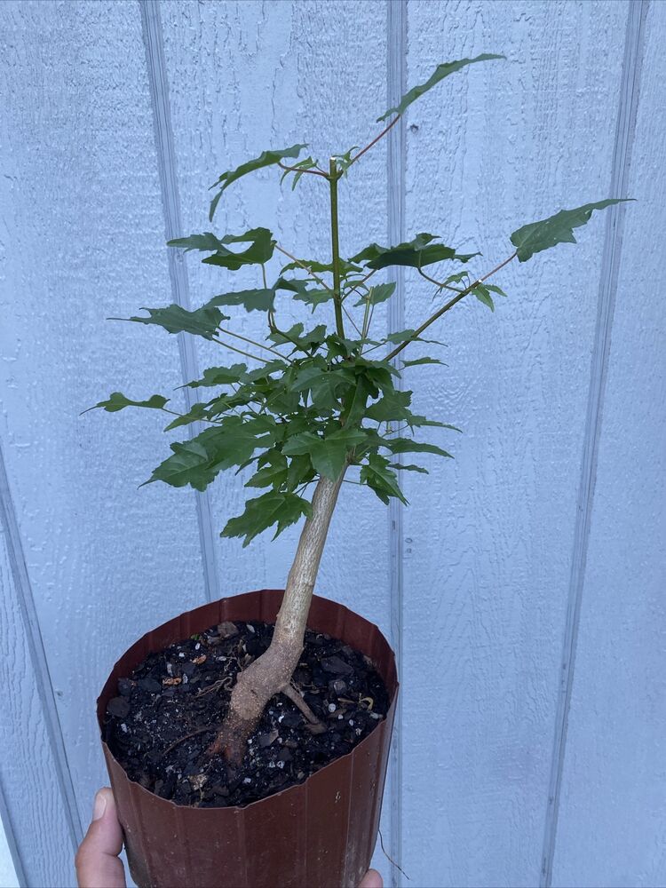 Trident Maple Tree Pre Bonsai Stock 7