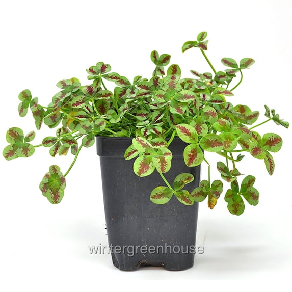 Trifolium Lucky Clover, Red Stripes, Shamrock Clover - Pot Size: 3in (2.6x3.5in) - Flowers