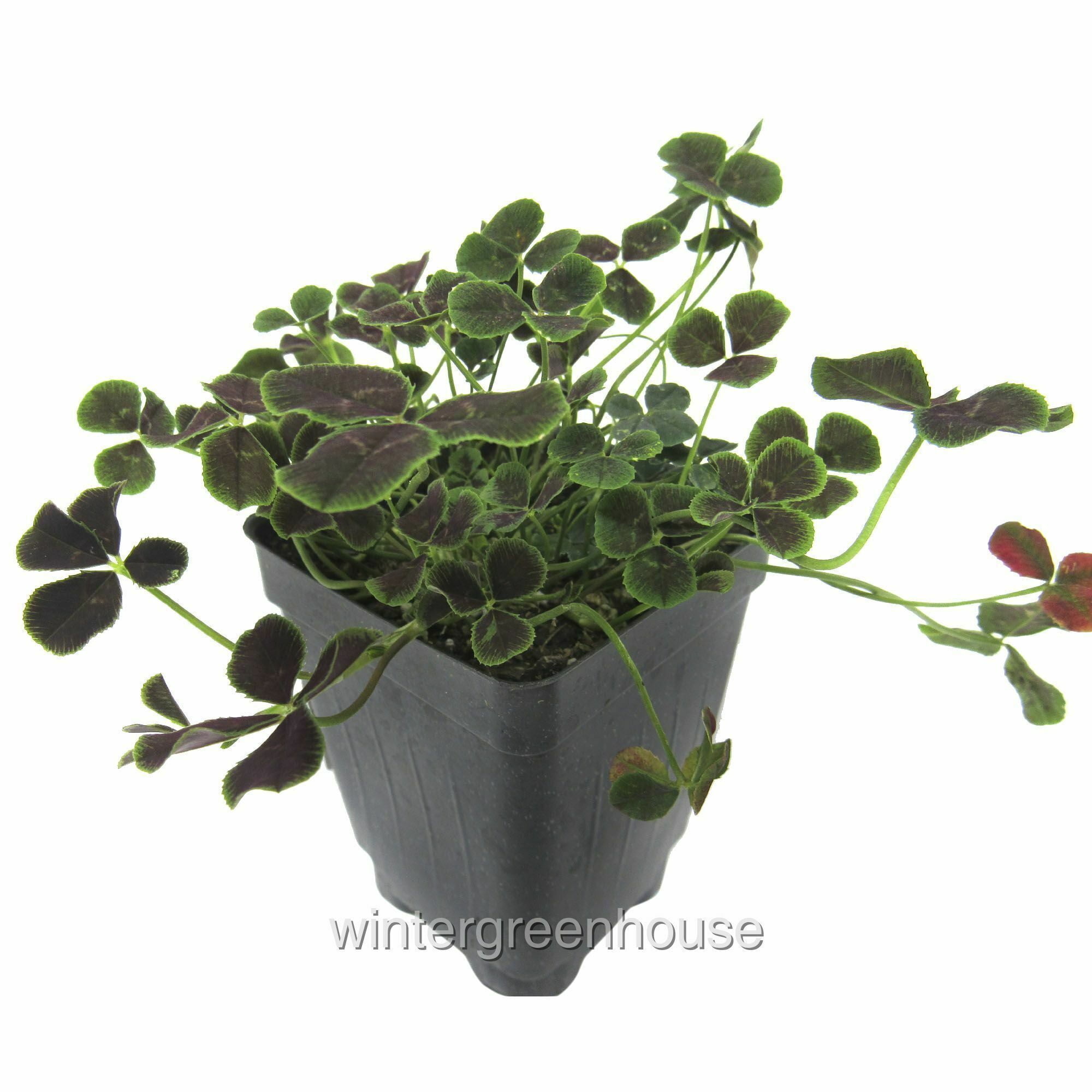 Trifolium Repens Atropurpureum Dutch Clover