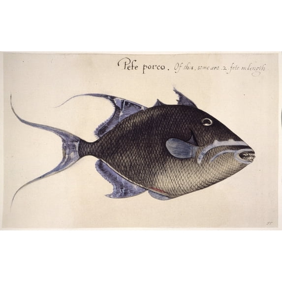 Trigger-Fish, 1585. /Nbalistes Vetula: Watercolor, C1585, By John White. Poster Print by (18 x 24)