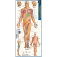 thumbnail image 1 of Trigger Points: A Quickstudy Laminated Anatomy Reference Guide, (Paperback), 1 of 1